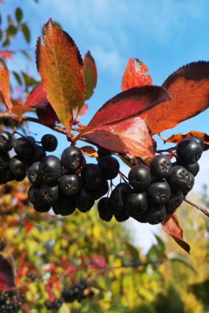 Горобина чорноплодова ягоди